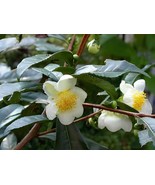 200 Seeds Japanese Green Tea - $115.61 CAD