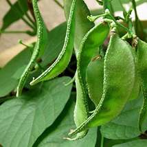 Green Hyacinth Bean Organic, 15 Seeds - £9.74 GBP