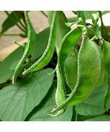 Green Hyacinth Bean Organic, 15 Seeds - £9.76 GBP