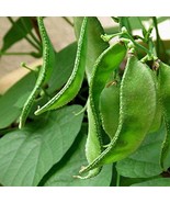 Green Hyacinth Bean Organic, 15 Seeds - $12.19