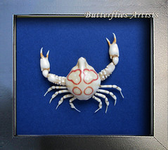 Leucosia Anatum Real Crab Taxidermy Collectible Framed Museum Quality Shadowbox  - $78.99