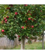 2 live grafted ambrosia Apple trees 2-3ft tall edible landscape USA Gard... - $78.12