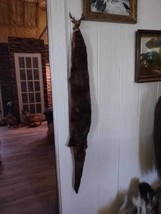 Tanned Otter Taxidermy Hide - $185.00
