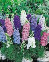 40 Of Dwarf Delphinium Ajacis Larkspur Flower Seeds Mix / Early Blooming Annu - $9.89