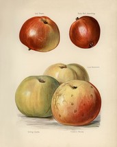 12855.Poster print.Room Wall design.Vintage garden fruit.Apples.Kitchen decor - £13.02 GBP+