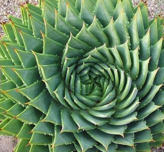 5 Seeds African Spiral Aloe Fresh Garden - $18.58