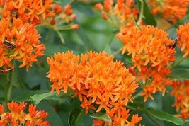 400 Butterfly Milkweed Monarch Flower Asclepias Tuberosa Garden - £11.30 GBP