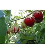 Litchi Tomato (Morelle de Balbais) - Solanum sisymbriifolium - $5.50