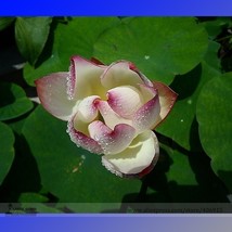 New White Purple Nelumbo Nucifera Lotus Professional 1 / 100% True Variety Se... - $10.28