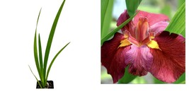 Live Plant Louisiana Iris &#39;Ann Chowning&#39; American wildflower - Iris - Live Plant - £33.80 GBP
