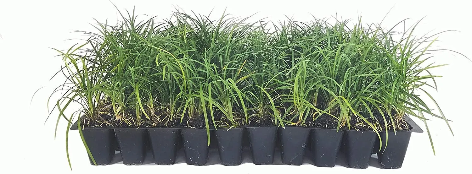 Mondo Grass Live Plants Ophiopogon Japonicus Shade Loving - £53.45 GBP
