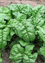 HGBO 100 Seeds Giant Noble Spinach Seeds Nongmonoble Spinach Seeds From US - £6.73 GBP