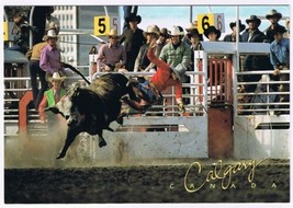 Postcard Riding The Brahma Bull Calgary Stampede Alberta 4.5 x 6.5 - £2.84 GBP