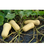 Waltham Butternut Winter Squash Seeds New Fresh - $167.50 MXN