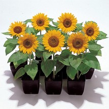 50 Flower Seeds Big Smile Sunflower Seeds Helianthus Seeds Cut Flowers Gardening - £9.89 GBP