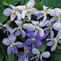 Viola Dark Freckles 20 Flower Seeds Beautiful Garden Fresh USA Garden - $10.57