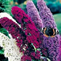 Mixed colors butterfly bush thumb200