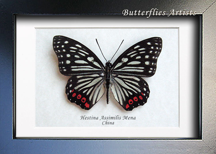 Red Ring Skirt Hestina Assimilis Real Butterfly Entomology Collectible Shadowbox - $44.99