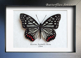 Red Ring Skirt Hestina Assimilis Real Butterfly Entomology Collectible S... - $44.99