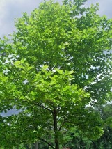 New Fresh Seeds 30 Columbia London Plane Tree Seeds Platanus X Acerifolia Columb - £8.84 GBP