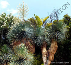 RARE YUCCA RIGIDA @ blue yuca exotic agave garden desert tree like seed 15 SEEDS - £7.08 GBP