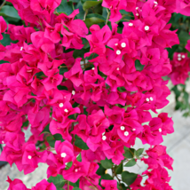 Mixed Bougainvillea Perennial White Dark Red Red Orange Pink 10 PCS Seeds - $11.54