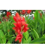 Canna Indica Seeds Fresh Red Double Flowers 15 PCS Seeds - $224.09 MXN