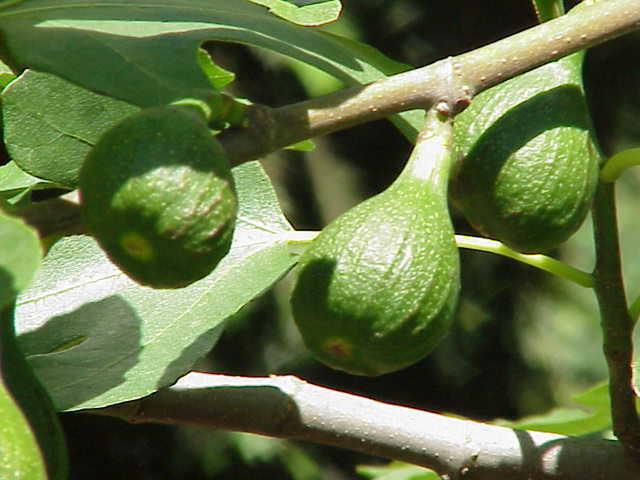 Fig Tree - 'Magnolia' -  Fruiting Fig Tree - $5.66