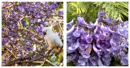 Purple Jacaranda Mimosifolia 80 Seeds: Fastest Growing Flowering Tree - £14.91 GBP