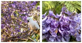 Purple Jacaranda Mimosifolia 80 Seeds: Fastest Growing Flowering Tree - $18.99