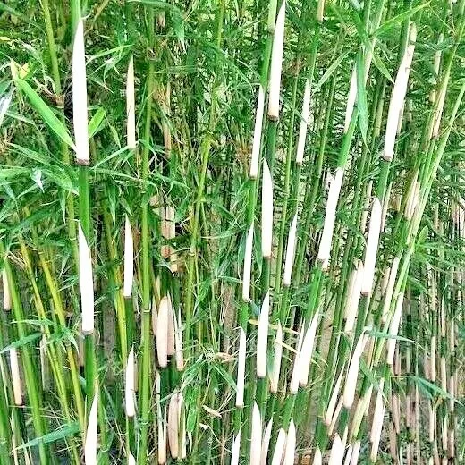 10 Fargesia Nonrunning Bamboo Seeds Fargesia Robusta Fresh Seeds - £10.39 GBP