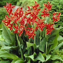 Canna Lily Lucifer Dwarf Variety Red with Yellow Edge One #1 Rhizome Bulbs - £7.78 GBP