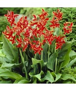 Canna Lily Lucifer Dwarf Variety Red with Yellow Edge One #1 Rhizome Bulbs - £7.84 GBP