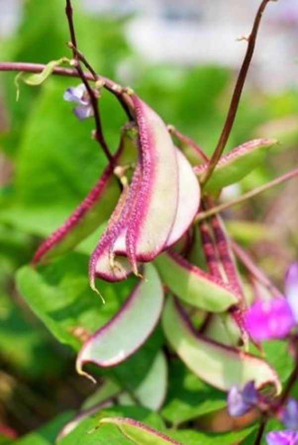 Hyacinth Bean Seeds Most Beautify Asian/Purple Moon Heirloom NO-GMO Size:10-50 - £3.19 GBP - £12.62 GBP