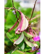 Hyacinth Bean Seeds Most Beautify Asian/Purple Moon Heirloom NO-GMO Size... - £3.19 GBP+