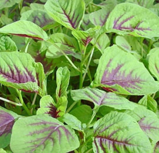 Green / Red Amaranth Seeds Authentic Chinese Spinach Yin Cho Callaloo Editable - $1.79 - $12.00