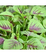 Green/Red Leaf Amaranth Seeds,  Asian Chinese Spinach Yin Cho Callaloo E... - £1.43 GBP+