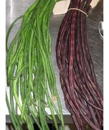 Yard Green/ Red Long Bean Seeds | Asian Chinese Noodle Bean String beans... - £1.72 GBP+