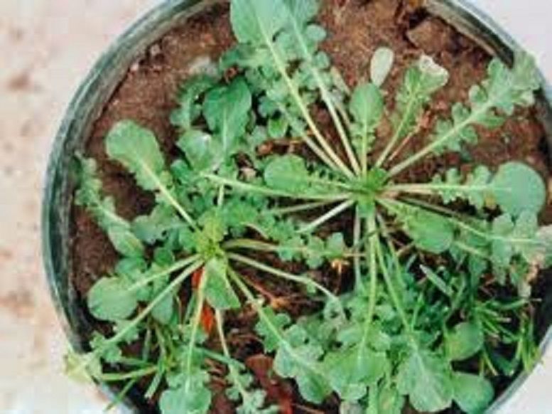 Shepherd's Purse Seeds Modern Herbal Capsella Bursa-pastoris 大叶荠菜种子 Sz:100-5000 - £1.79 GBP - £15.95 GBP