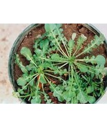 Shepherd&#39;s Purse Seeds Modern Herbal Capsella Bursa-pastoris 大叶荠菜种子 Sz:1... - £1.80 GBP+