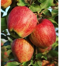 Apple Tree Seeds Pink Lady Fuji Gala Honey Crisp Envy Gold/Red Deli Native Fruit - £3.18 GBP+