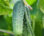 25 Boston Pickling Cucumber  Seeds   Heirloom Fast Shipping - £7.20 GBP
