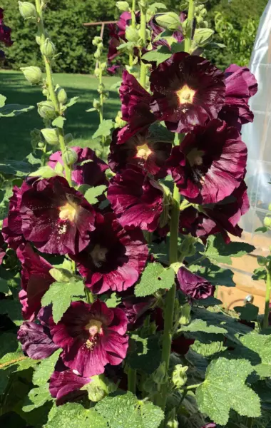 New For Fall Chaters Double Burgundy Hollyhock Flower 70 Seeds In Bulk Fresh Gar - £12.57 GBP