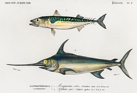 Atlantic Chub Mackerel &amp; Swordfish - Fish Illustration Poster - £26.37 GBP