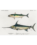 Atlantic Chub Mackerel &amp; Swordfish - Fish Illustration Poster - £26.37 GBP