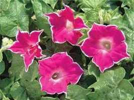 Ipomoea Nil | Red Picotee | Japanese Morning Glory | 5 Seeds - £10.11 GBP