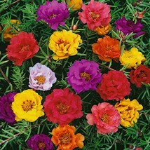 Portulaca Magic Carpet mixed seeds Fresh Gardening - $215.86 MXN