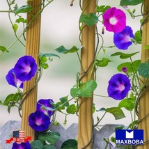 100 Morning Glory Seeds - Mixed Colors Gardening Fresh USA SELLER - £11.58 GBP