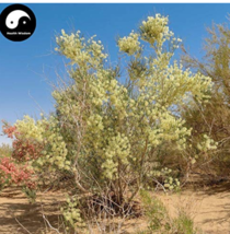 Sand Calligonum Tree Semente 100Seeds Plant Desert Calligonum Mongolicum Sha Gua - $7.98