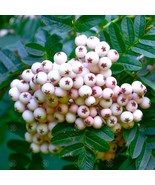 1 yo 6-12” tall Sorbus Cashmiriana Kashmir Rowan Tree white fruits graft... - $1,792.69 MXN